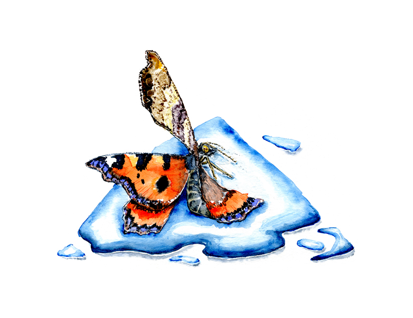 Butterfly in Water